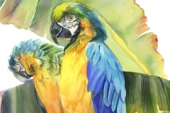 bird-macaw-pair