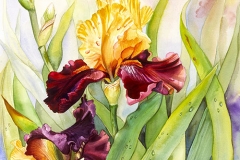 iris-golden-splendor